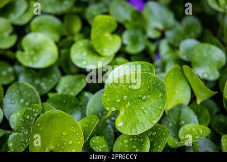 feuilles vertes tropicales humides après la pluie Banque D'Images