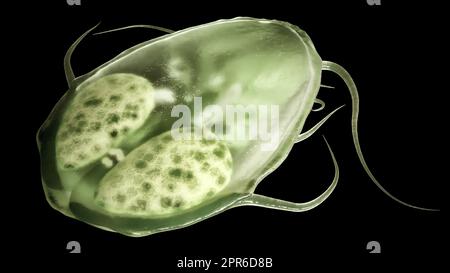 Parasite Giardia lamblia comme gros plan - 3D rendu. Rendu de haute qualité Banque D'Images