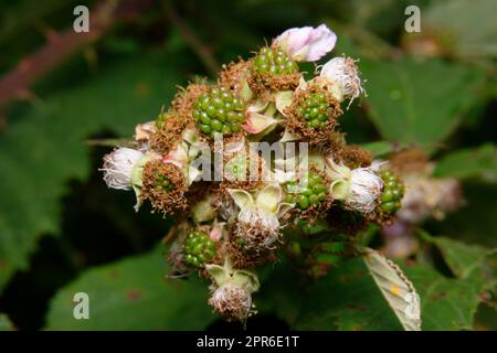 jeunes fruits verts et fleurs flétrissent d'un blackberry en été Banque D'Images