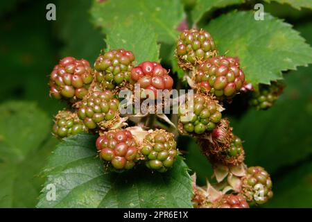 jeunes fruits verts et rouges et fleurs flétrissent d'un blackberry en été Banque D'Images