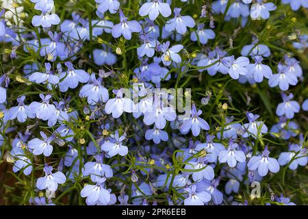 Lobelia erinus fleurit dans un jardin Banque D'Images