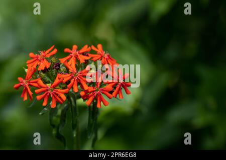 Silene chalcedica fleur dans un jardin Banque D'Images