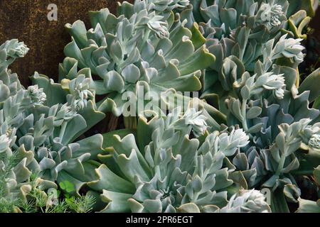 Gros plan de Topsy turvey echeveria Banque D'Images