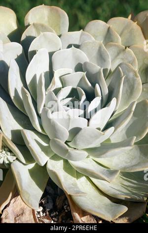 Gros plan de Topsy turvey echeveria Banque D'Images