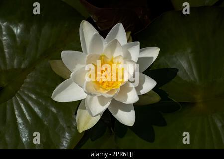 Nymphaea fleur dans un étang Banque D'Images