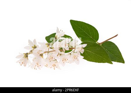 Fleur de Deutzia Bush sur blanc Banque D'Images