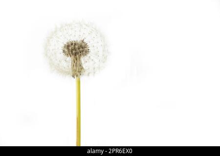 Grains de pissenlit délicats, gros plan Banque D'Images
