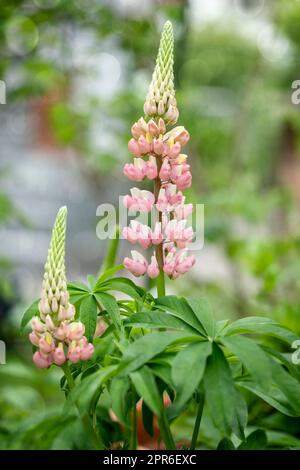 Plante Lupinus en fleurs dans un jardin Banque D'Images