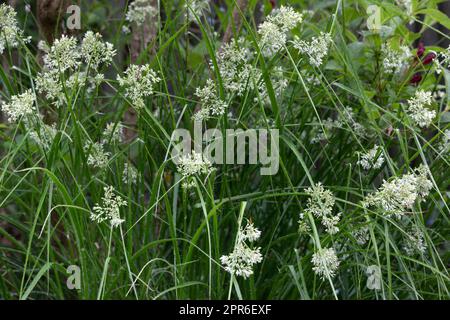 Luzula nivea en fleurs dans un jardin Banque D'Images