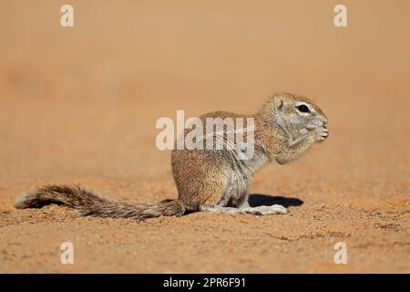 Écureuil de sol d'alimentation - désert de Kalahari Banque D'Images