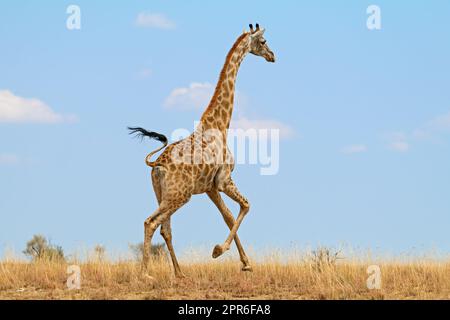 Girafe sur les plaines africaines Banque D'Images