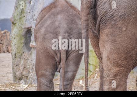 Dos d'un éléphant de côté à Amsterdam pays-Bas 13-4-2018 Banque D'Images