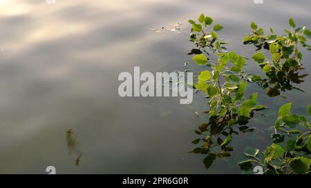 branches dans l'eau avec des feuilles de vert frais avec sur l'eau, détente avec concept d'eau Banque D'Images