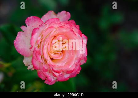 Roses roses douces sur fond de feuille vert frais et bokeh blure avec une faible profondeur de champ. Mise au point douce. Banque D'Images