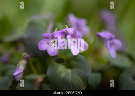 Alto odorata dans un jardin Banque D'Images