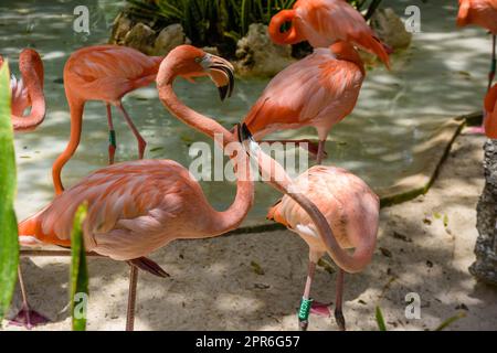 Flamants roses à l'ombre des arbres du parc, Playa del Carmen, Riviera Maya, Yu atan, Mexique Banque D'Images