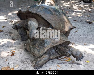 Seychelles - Ile Curieuse, Parc Marine National de Curieuse - Tortue Banque D'Images