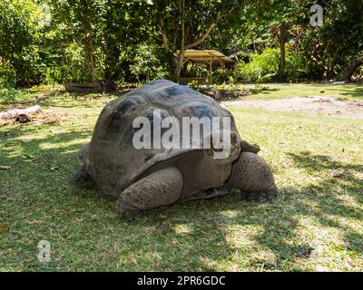 Seychelles - Ile Curieuse, Parc Marine National de Curieuse - Tortue Banque D'Images