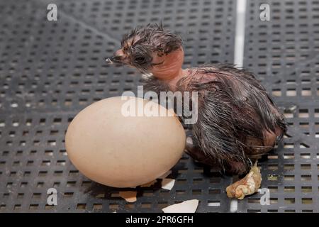 Gros plan du nouveau-né sombre mignon petit poussin à côté de l'oeuf d'incubation dans l'incubateur, aviculture. Banque D'Images