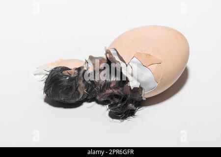 Gros plan d'un nouveau-né sombre mignon petit poussin essayant de sortir de l'œuf de poulet à couver sur fond blanc. Banque D'Images