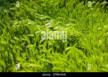 Panache de cheveux. Un type d'herbe verte. Banque D'Images