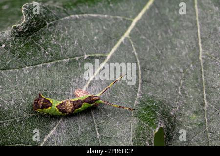 Une chenille bien camouflée de couleur verte brune avec deux queues sur une feuille. Banque D'Images