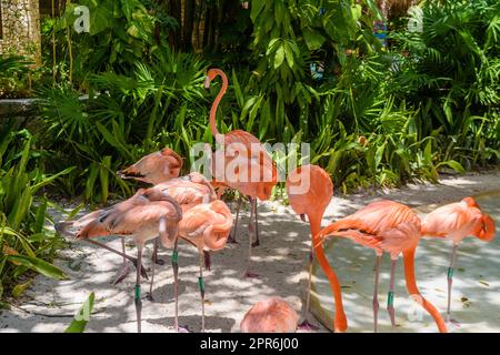 Flamants roses à l'ombre des arbres du parc, Playa del Carmen, Riviera Maya, Yu atan, Mexique Banque D'Images