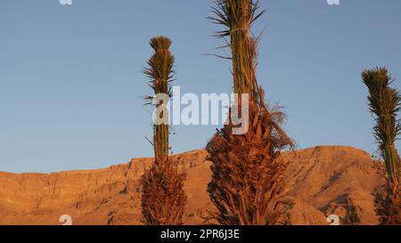 Palmiers et montagnes sur la mer Morte Banque D'Images