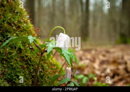 Les premières fleurs de printemps qui poussent sous l'arbre Banque D'Images