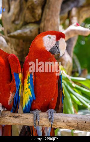 2 aras de scarlet Ara macao , perroquets rouges, jaunes et bleus assis sur la braque dans la forêt tropicale, Playa del Carmen, Riviera Maya, Yu atan, Mexique Banque D'Images