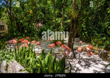 Flamants roses à l'ombre des arbres du parc, Playa del Carmen, Riviera Maya, Yu atan, Mexique Banque D'Images