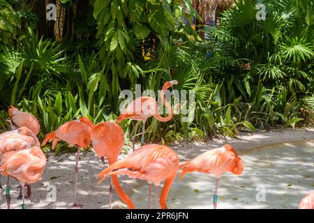 Flamants roses à l'ombre des arbres du parc, Playa del Carmen, Riviera Maya, Yu atan, Mexique Banque D'Images