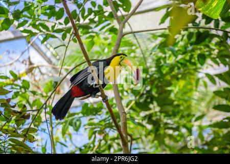 Keel-bec Toucan, Ramphastos sulfuratus, oiseau avec grand projet de loi assis sur la branche dans la forêt, voyage nature en Amérique centrale, Playa del Carmen, Riviera Maya, Yu atan, Mexique Banque D'Images