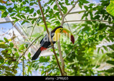 Keel-bec Toucan, Ramphastos sulfuratus, oiseau avec grand projet de loi assis sur la branche dans la forêt, voyage nature en Amérique centrale, Playa del Carmen, Riviera Maya, Yu atan, Mexique Banque D'Images