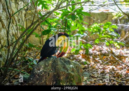 Keel-bec Toucan, Ramphastos sulfuratus, oiseau avec grand projet de loi assis sur la branche dans la forêt, voyage nature en Amérique centrale, Playa del Carmen, Riviera Maya, Yu atan, Mexique Banque D'Images