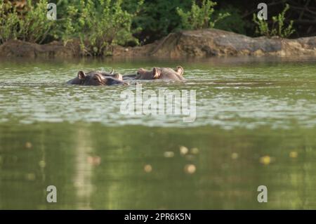 Hippopotame Hippopotamus amphibius dans le fleuve Gambie. Banque D'Images