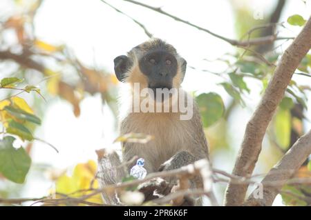 Singe vert Chlorocebus sabaeus manger un doux. Banque D'Images