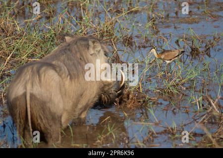 jacana Actophilornis africanus et Nolan warthog Phacochoerus africanus africanus. Banque D'Images