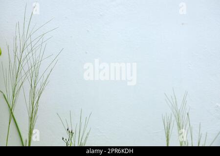 Brousse d'herbe sauvage avec fleur sur mur blanc Banque D'Images