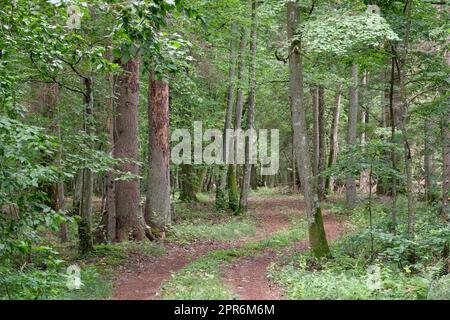 Peuplement d'arbres à feuilles caduques automnales avec poutres de charme Banque D'Images