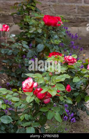 fleurs dans le jardin - roses et fleurs de lavande Banque D'Images