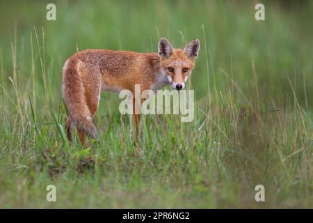 renard roux observant sur un pré vert en été nature Banque D'Images