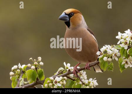 Hawfinch assis sur la branche avec des fleurs sauvages au printemps Banque D'Images