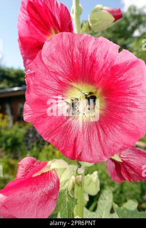Stockrote rose (Alcea rosea) im Garten Banque D'Images