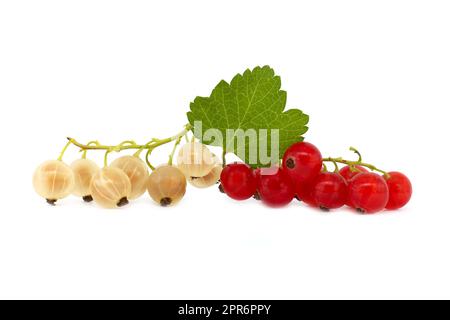 Cassis et cassis sur fond blanc Banque D'Images