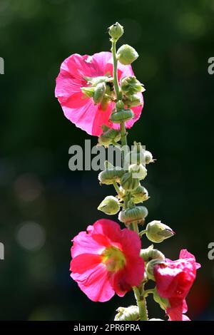 Stockrote rose (Alcea rosea) im Garten Banque D'Images