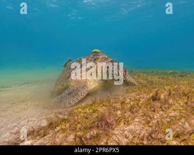 Tortue de mer verte adulte, Chelonia mydas, Marsa Alam Egypte Banque D'Images