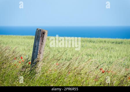 Prairie florale en face du fjord Baltique en Allemagne Banque D'Images
