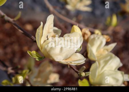Les fleurs blanches jaunes d'un magnolia, tulipe magnolia. Banque D'Images