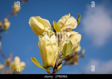 Les fleurs blanches jaunes d'un magnolia, tulipe magnolia. Banque D'Images